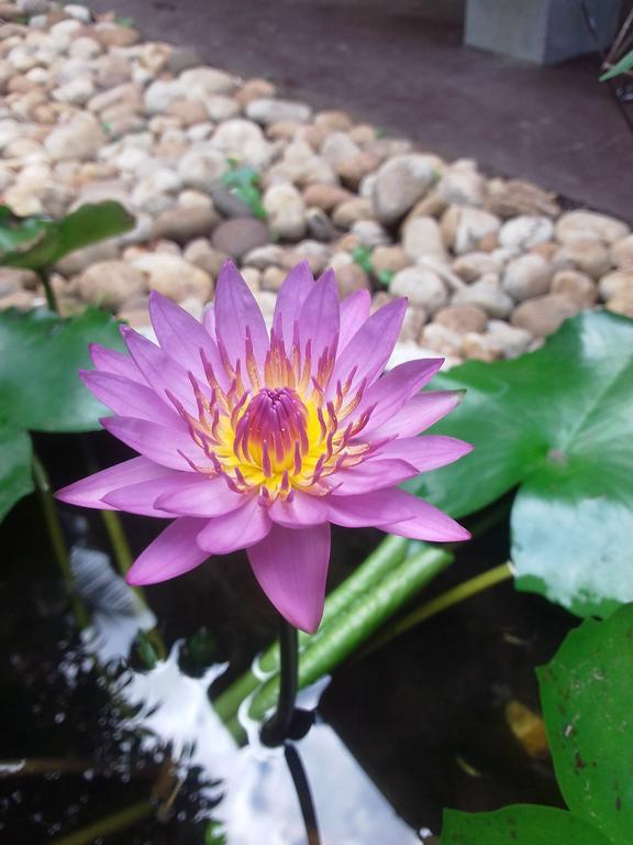 Serenity Villa Hikkaduwa Ngoại thất bức ảnh