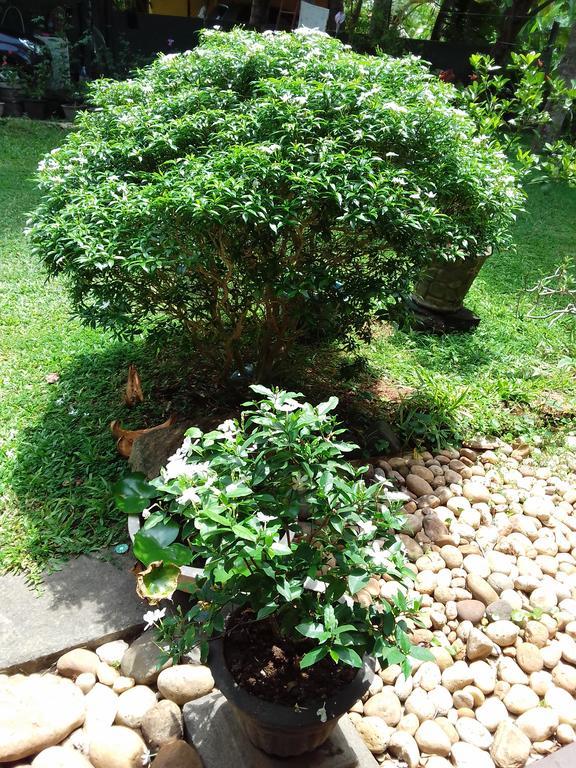 Serenity Villa Hikkaduwa Ngoại thất bức ảnh