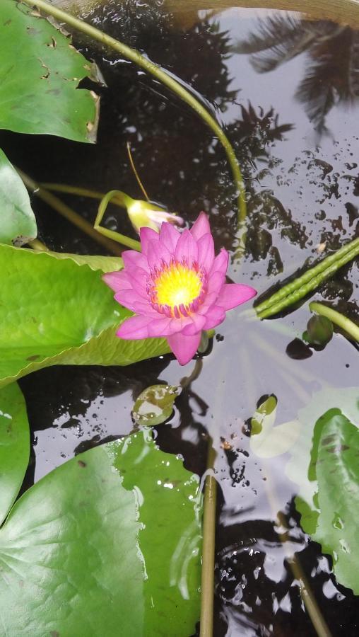 Serenity Villa Hikkaduwa Ngoại thất bức ảnh